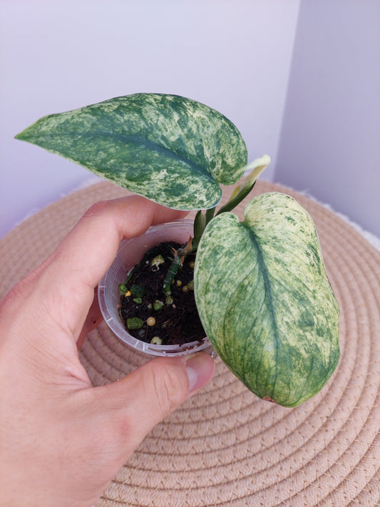 Scindapsus Silver Cloud Variegated 1