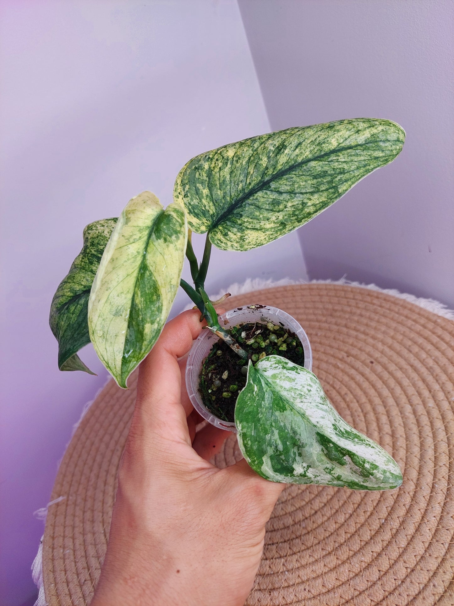 Scindapsus Silver Cloud Variegated 2