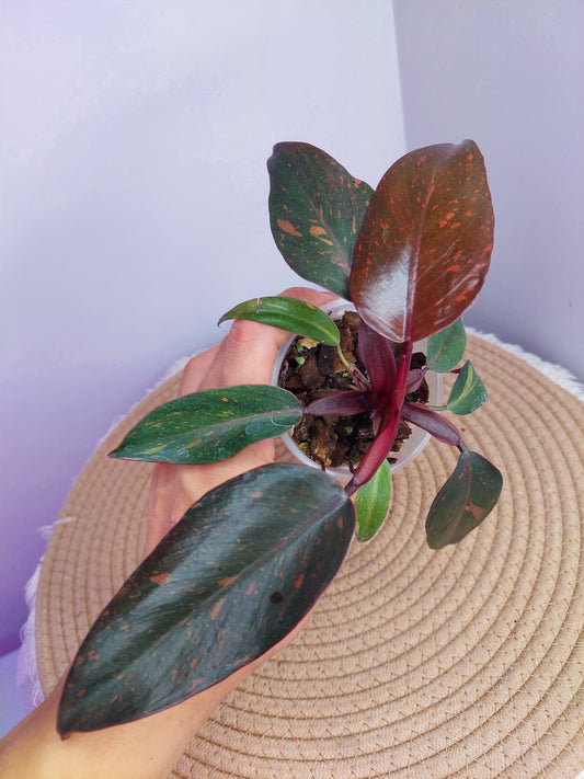 Philodendron Orange Princess Variegated 1