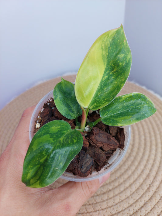 Philodendron Green Congo(Nuclear Congo) Variegated 1