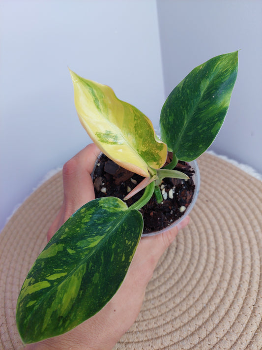 Philodendron Green Congo(Nuclear Congo) Variegated 2