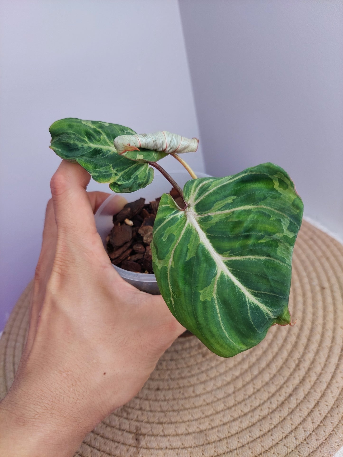 Philodendron Gloriosum Snow Leopard Variegated 1