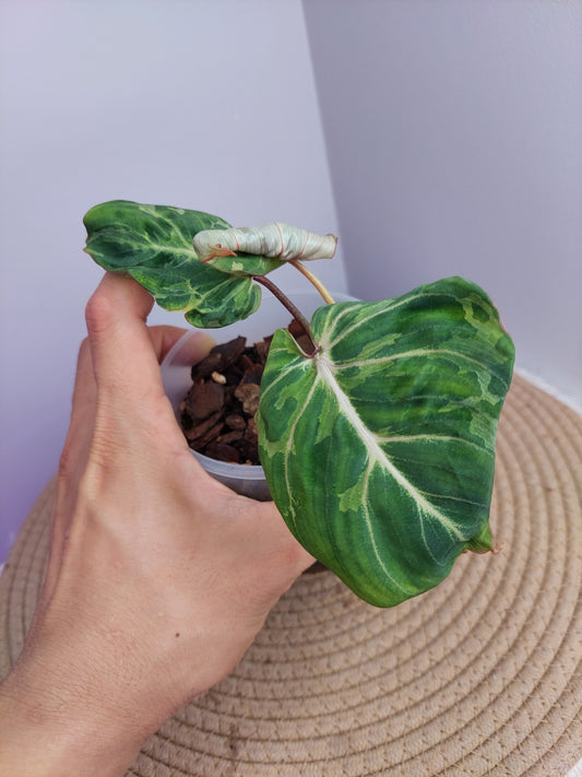Philodendron Gloriosum Snow Leopard Variegated 1