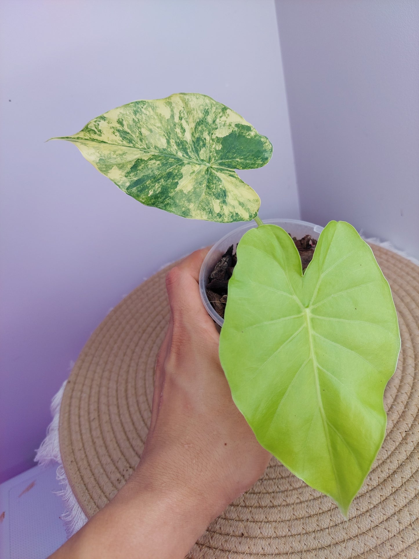Alocasia Gageana Aurea Variegated 1