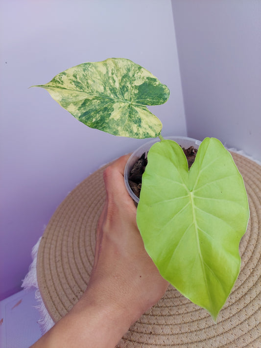 Alocasia Gageana Aurea Variegated 1