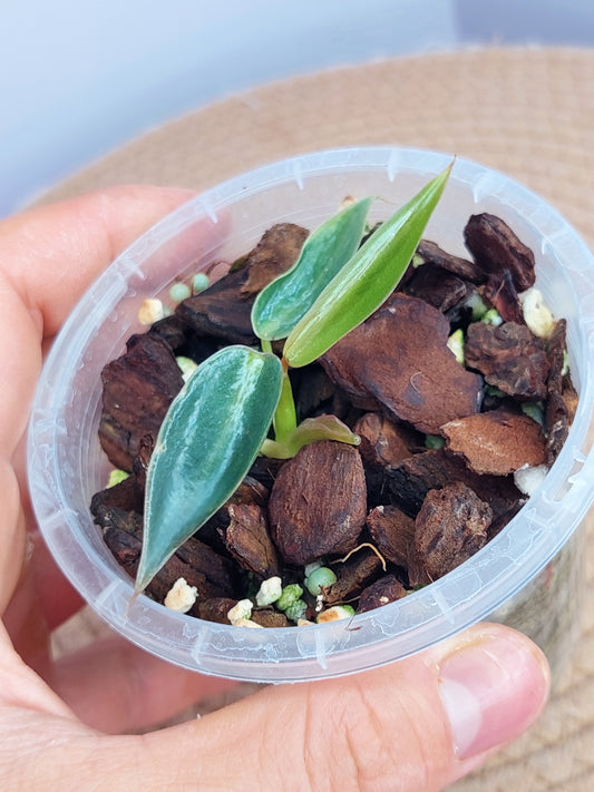 Philodendron Spiritus Sancti 1