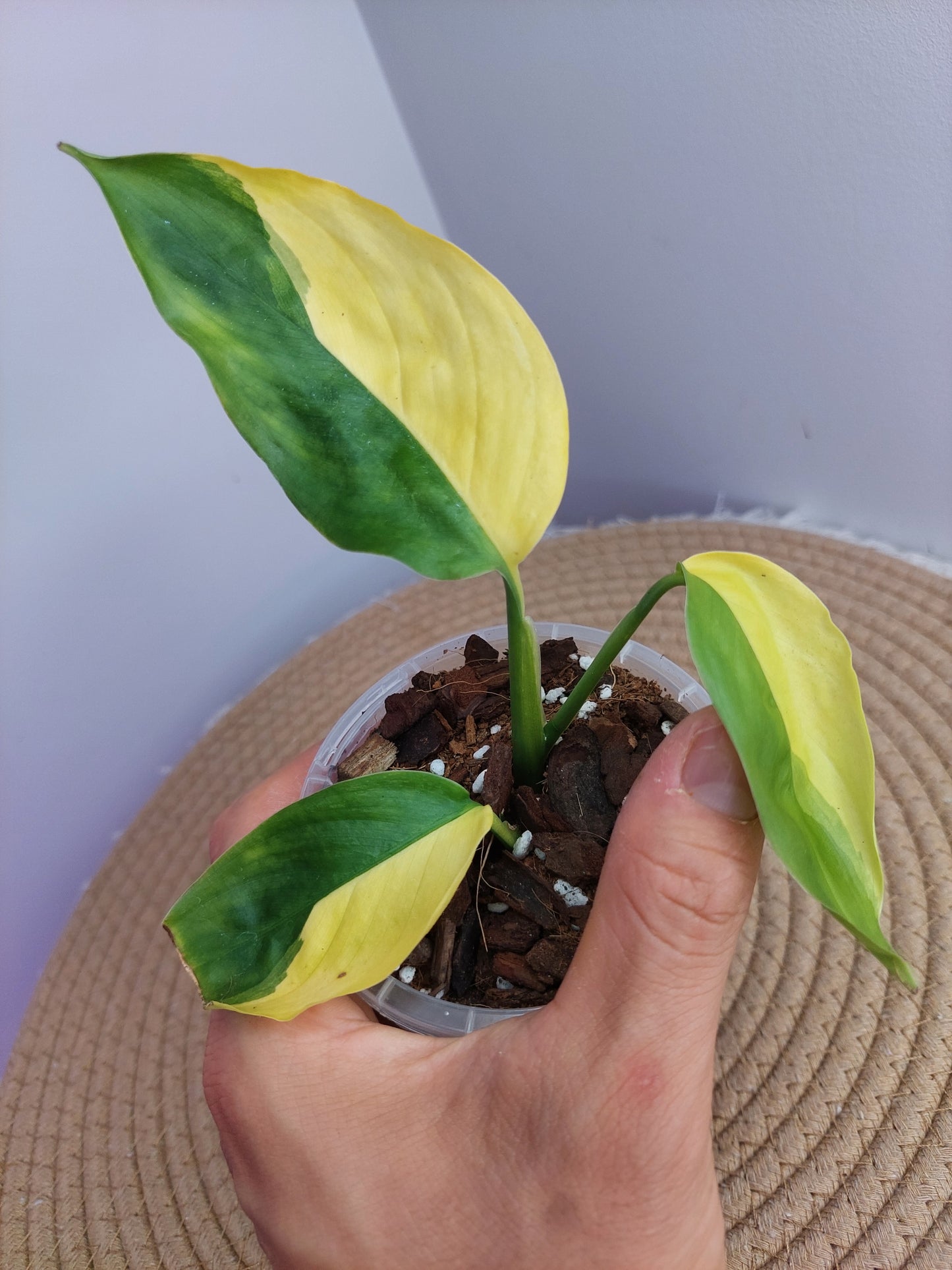 Scindapsus Perakensis Neon 1