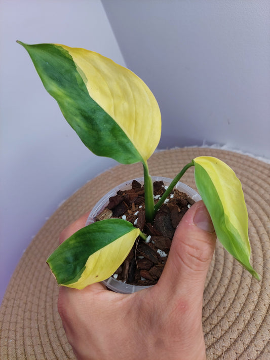 Scindapsus Perakensis Neon 1