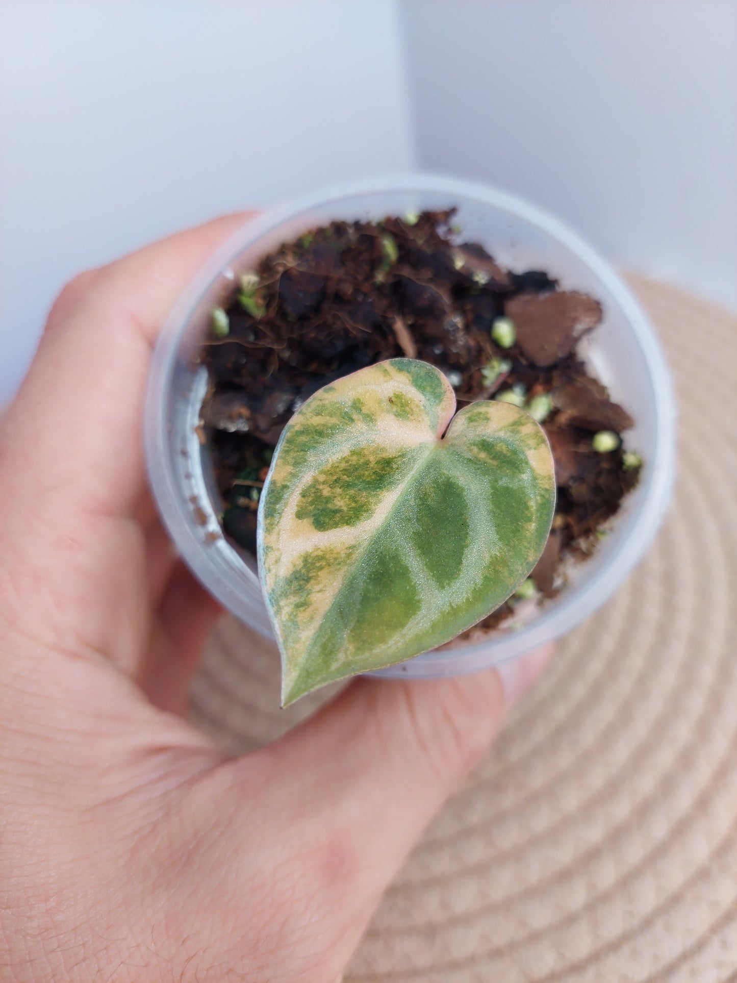 Anthurium Crystallinum Variegated 1