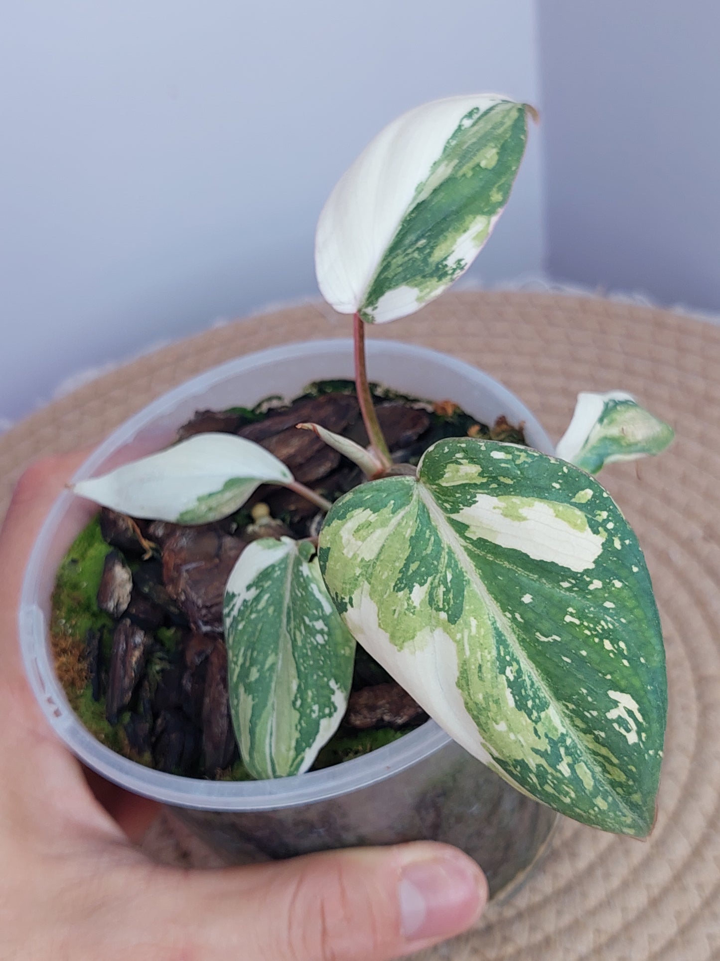 Philodendron Gloriosum Variegated 1