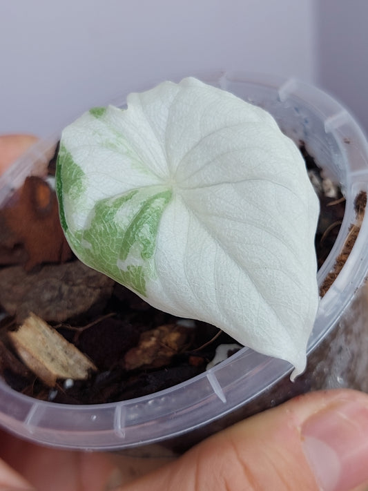 Alocasia Melo Variegated 1