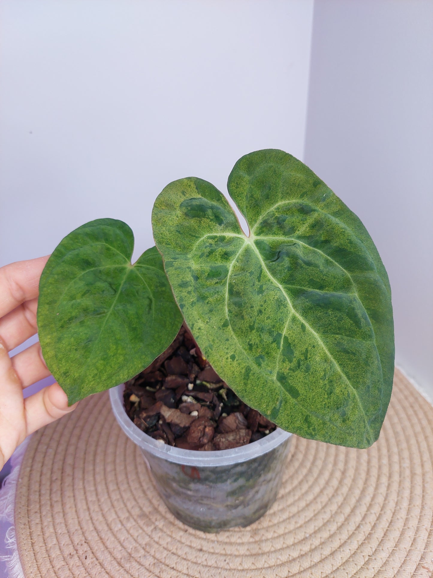 Anthurium Green Velvet Variegated 1