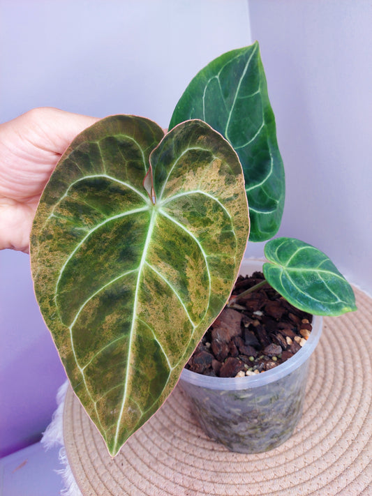Anthurium Hoffmannii X Variegated 1