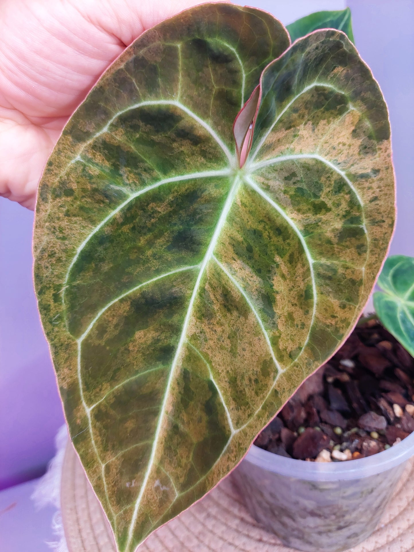 Anthurium Hoffmannii X Variegated 1