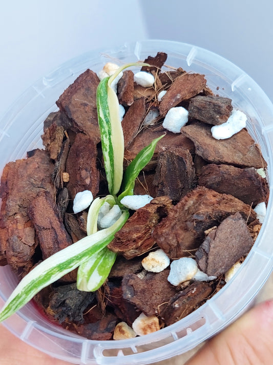 Philodendron Tortum Variegated 1