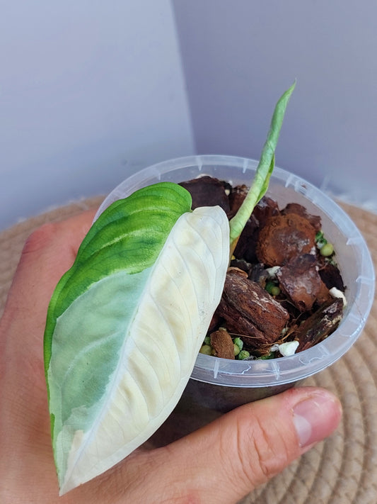 Xanthosoma Lindenii Variegated 1