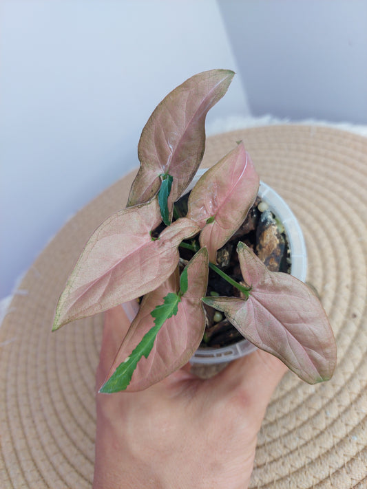 Syngonium Red Spot Tricolour - 1