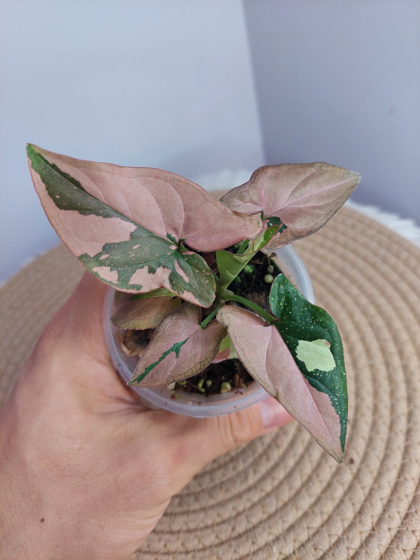 Syngonium Red Spot Tricolour - 2