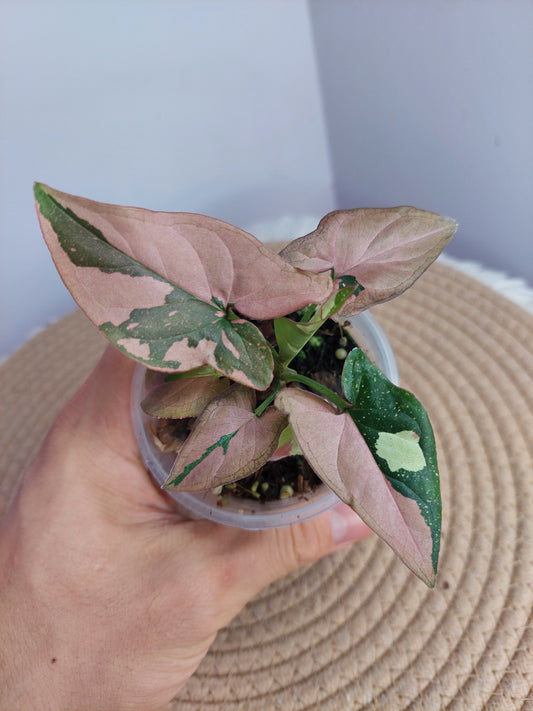 Syngonium Red Spot Tricolour - 2