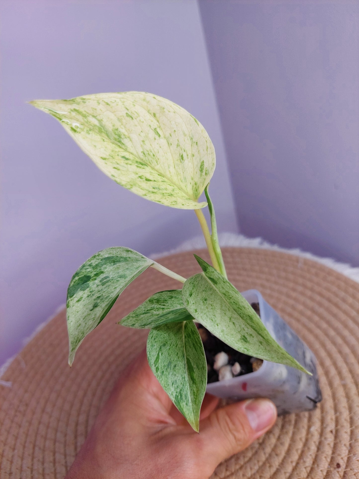 Epipremnum Marble queen - 1