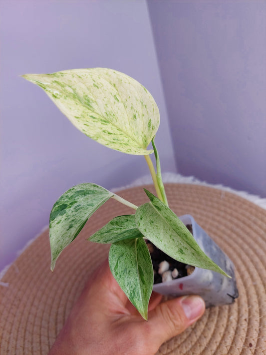 Epipremnum Marble queen - 1