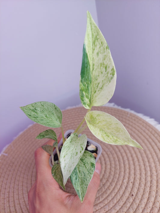 Epipremnum Marble queen - 2