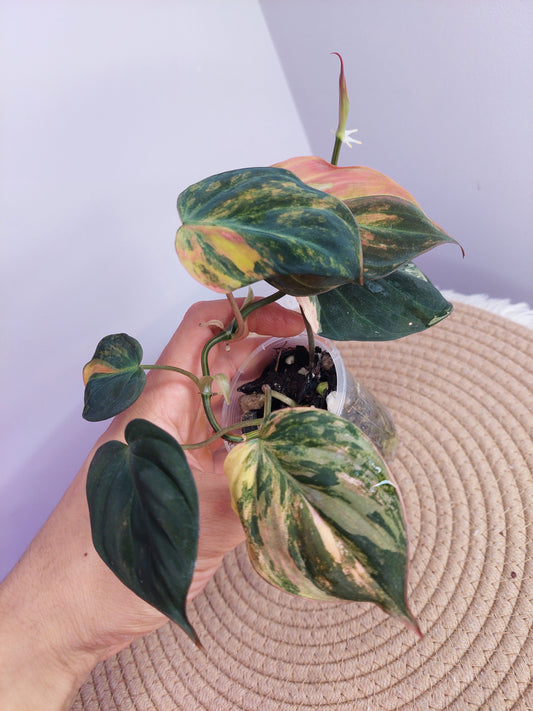 Philodendron Mican Variegated - 1