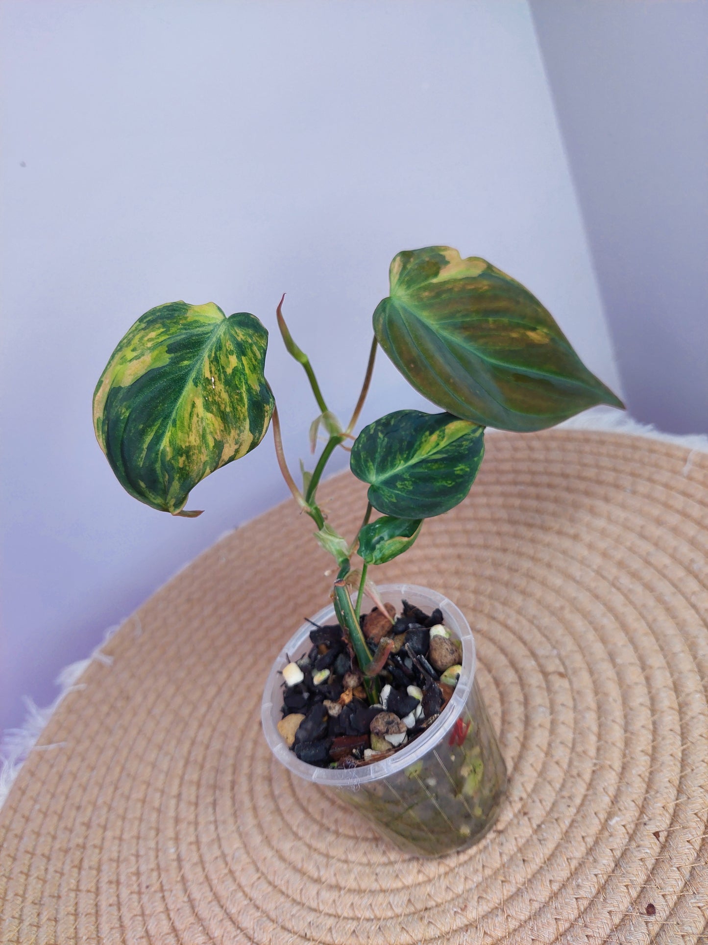 Philodendron Mican Variegated - 2