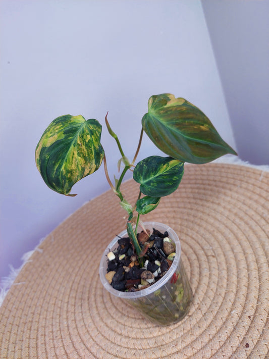 Philodendron Mican Variegated - 2