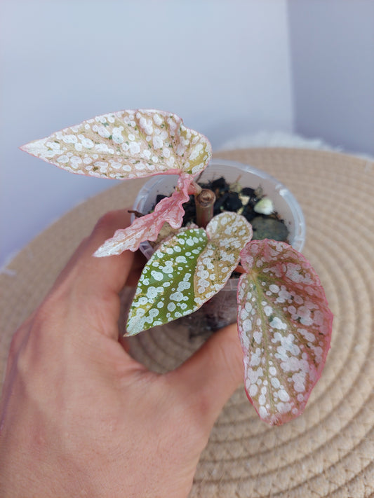 Begonia Snow Capped Variegated - 1