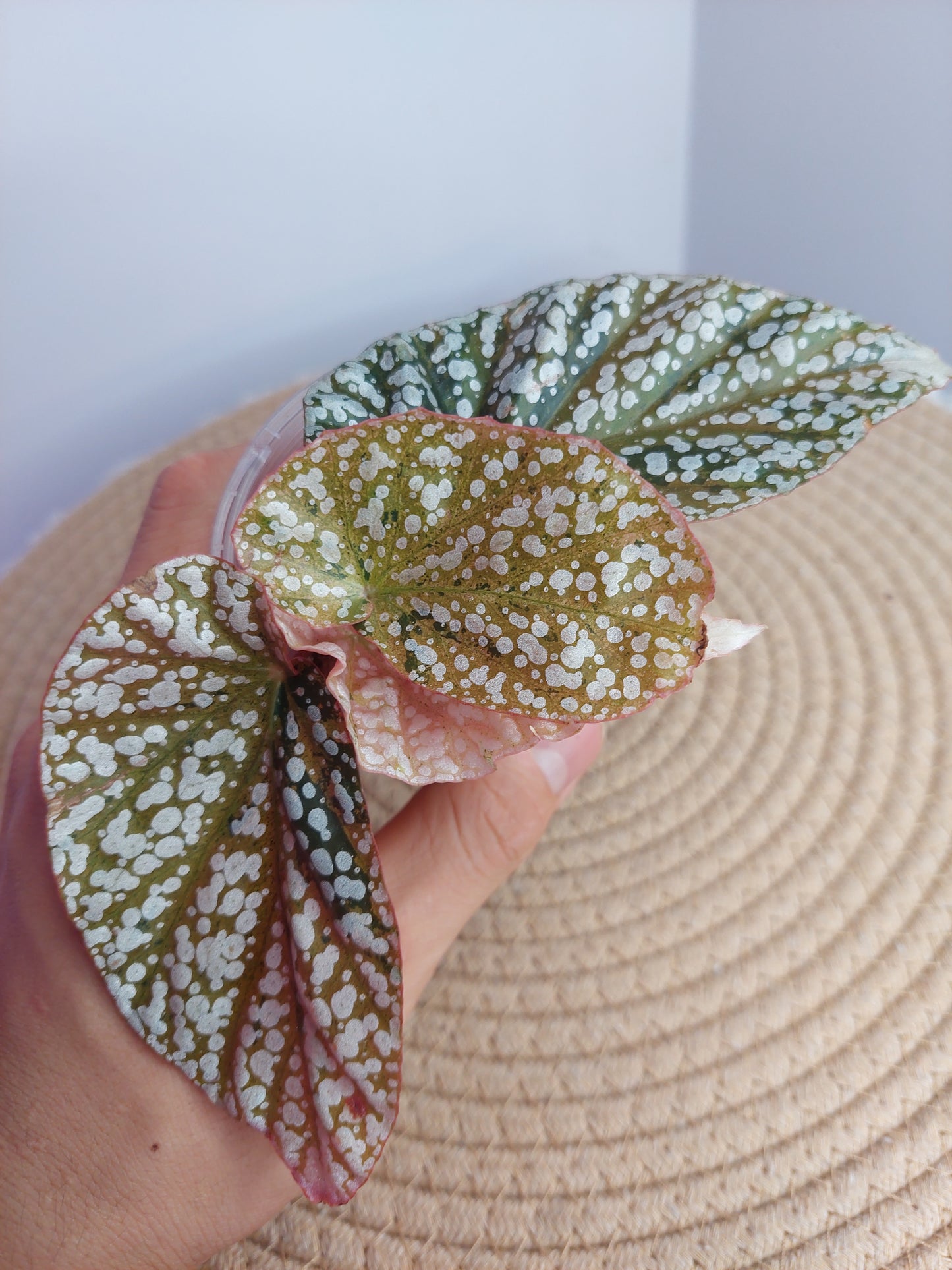 Begonia Snow Capped Variegated - 3