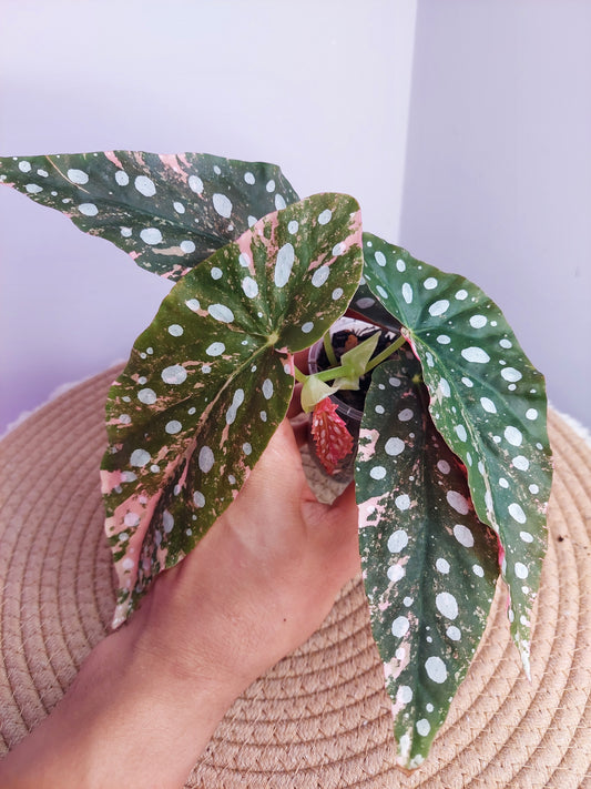 Begonia Maculata Pink Variegated - 1