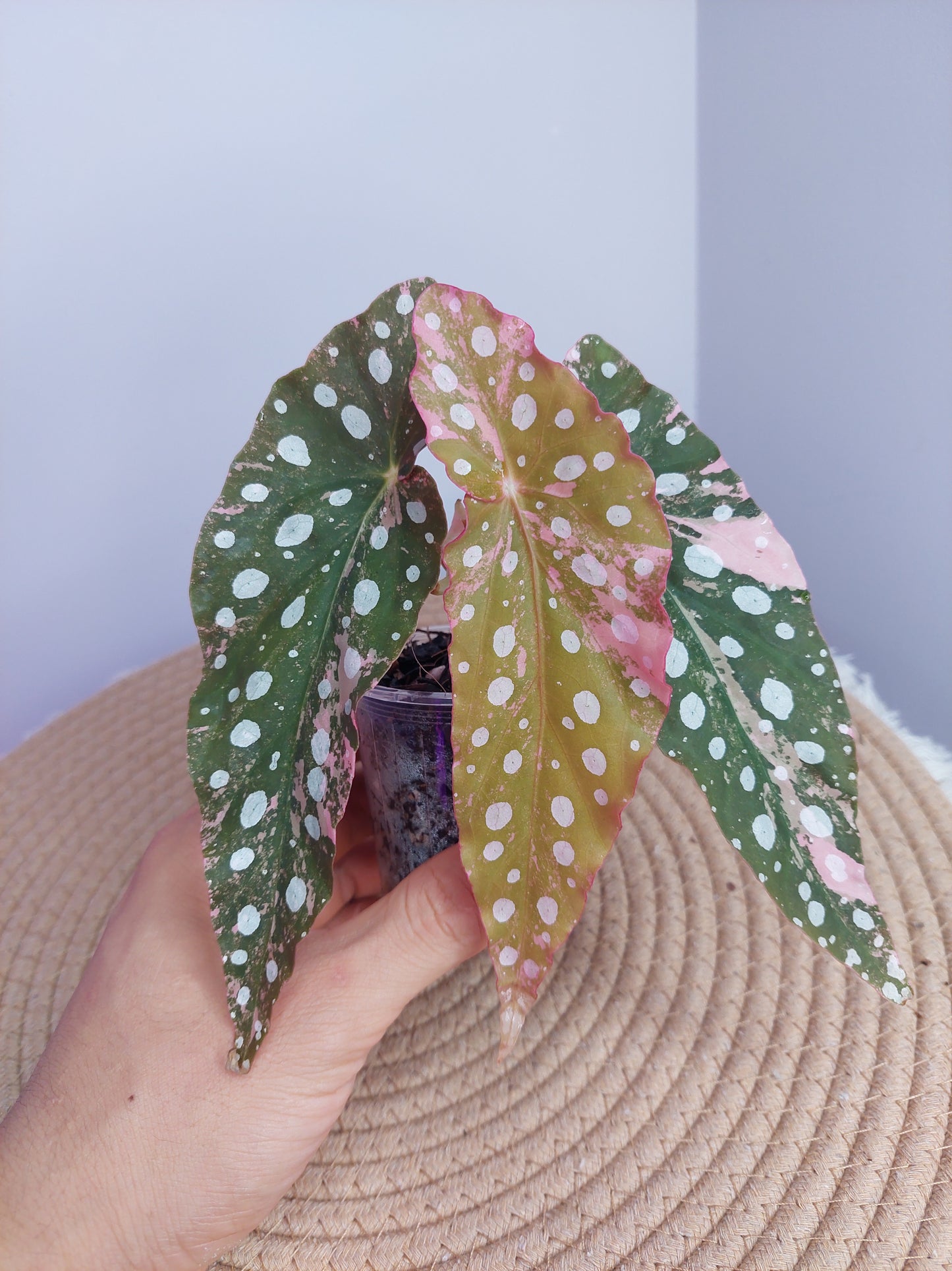 Begonia Maculata Pink Variegated - 2