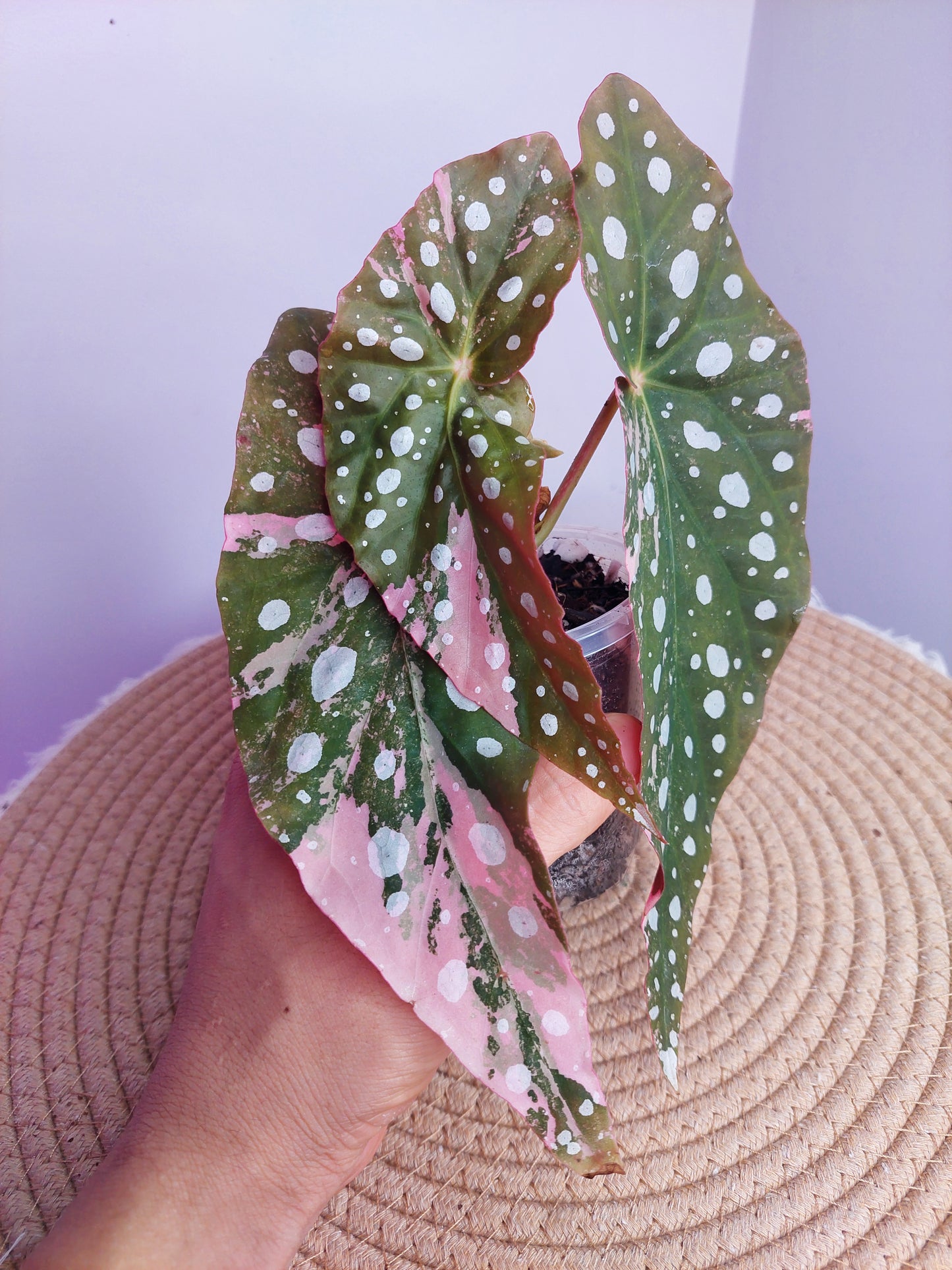 Begonia Maculata Pink Variegated - 3