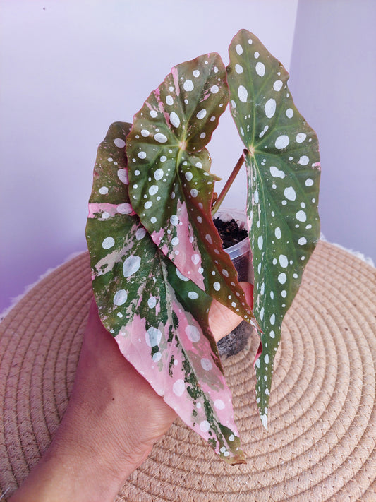 Begonia Maculata Pink Variegated - 3