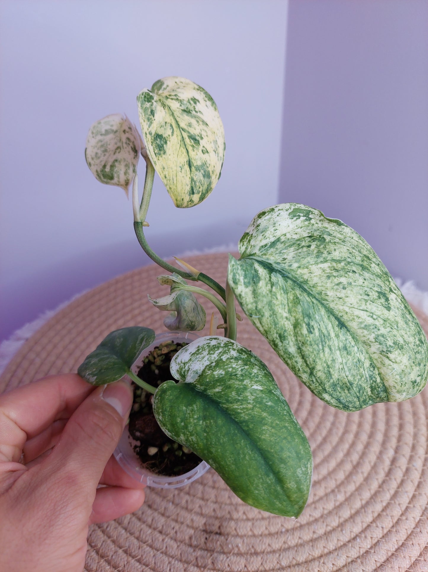 Scindapsus Silver Cloud Variegated #1