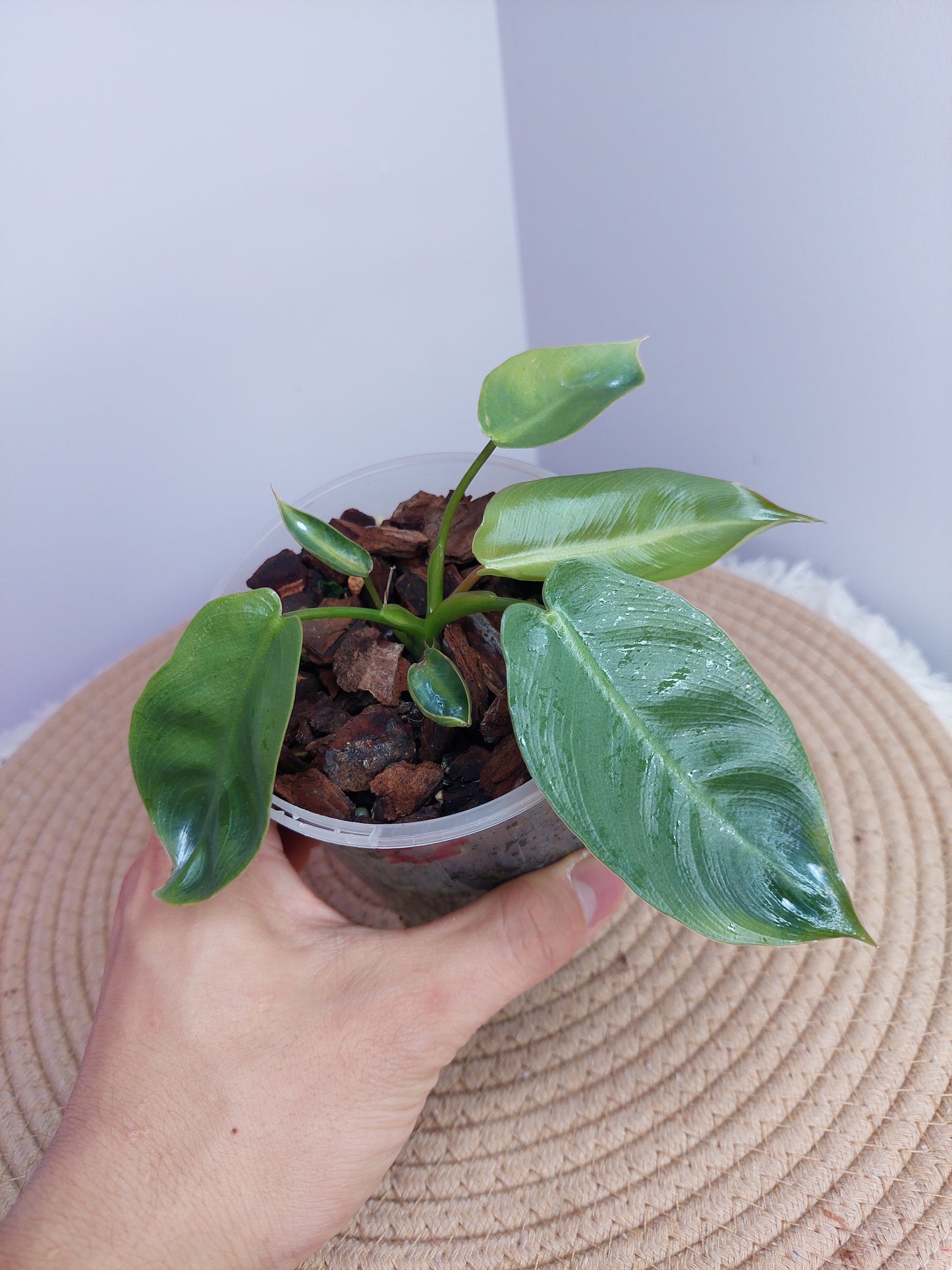 Philodendron Spiritus Sancti #1