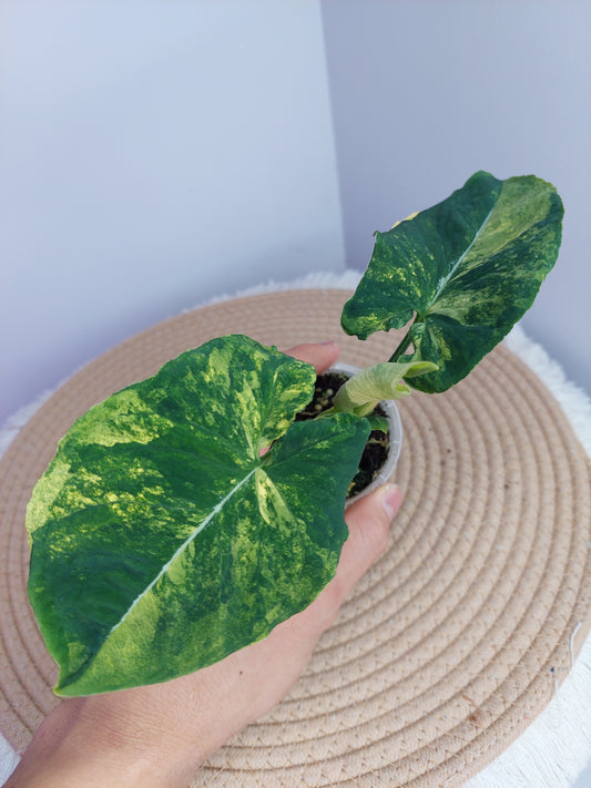 Syngonium Scrambled Eggs #1