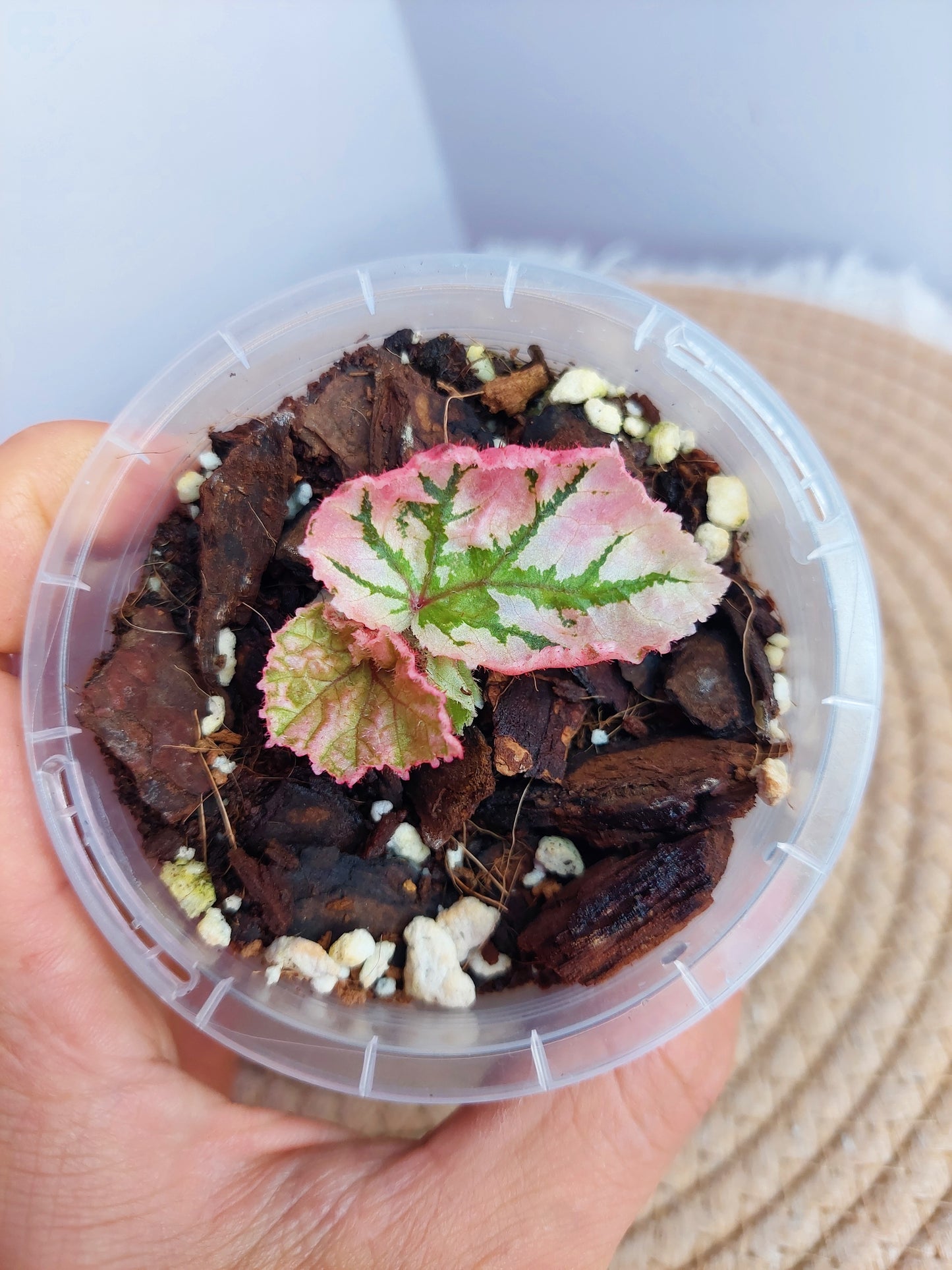 Begonia Midnight Sun #1
