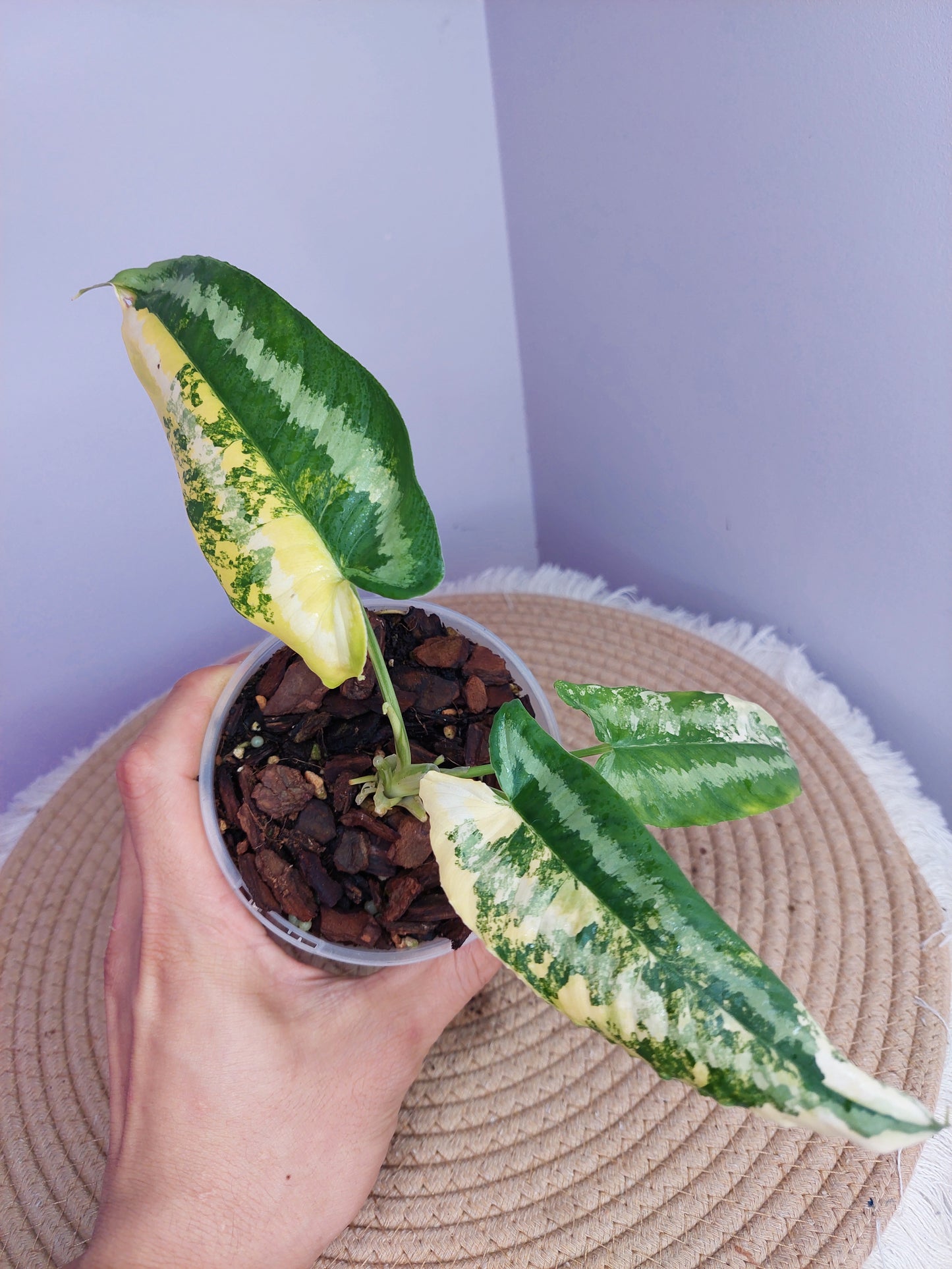 Schismatoglottis Wallichii Variegated #1