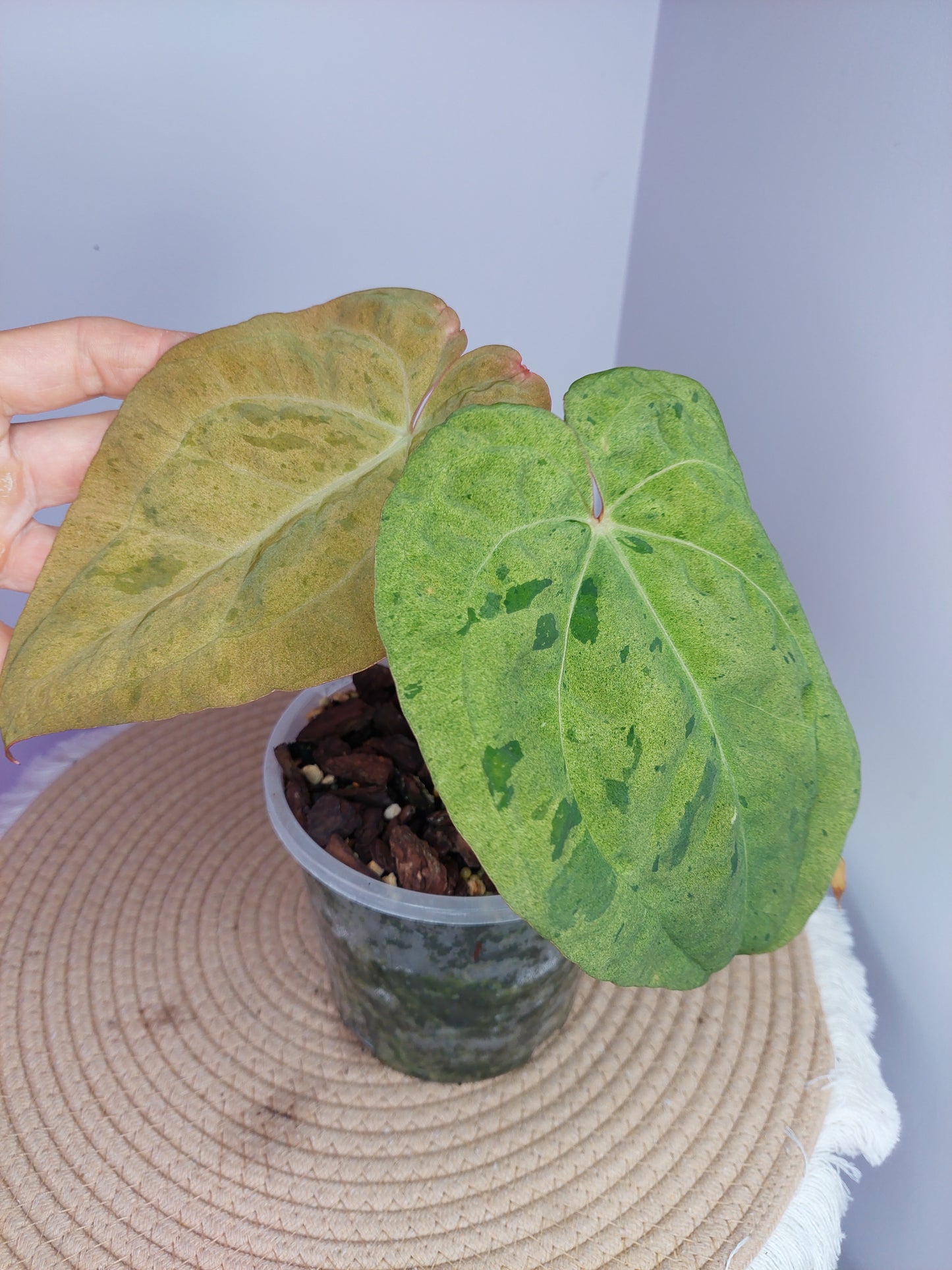 Anthurium Green Velvet Variegated #1