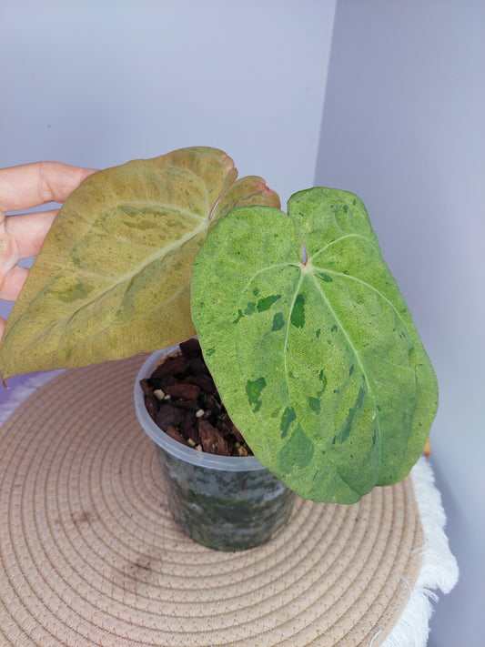 Anthurium Green Velvet Variegated #1