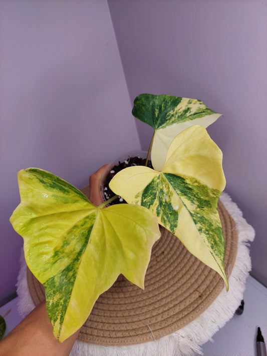 Anthurium Pterodactyl Variegated #1
