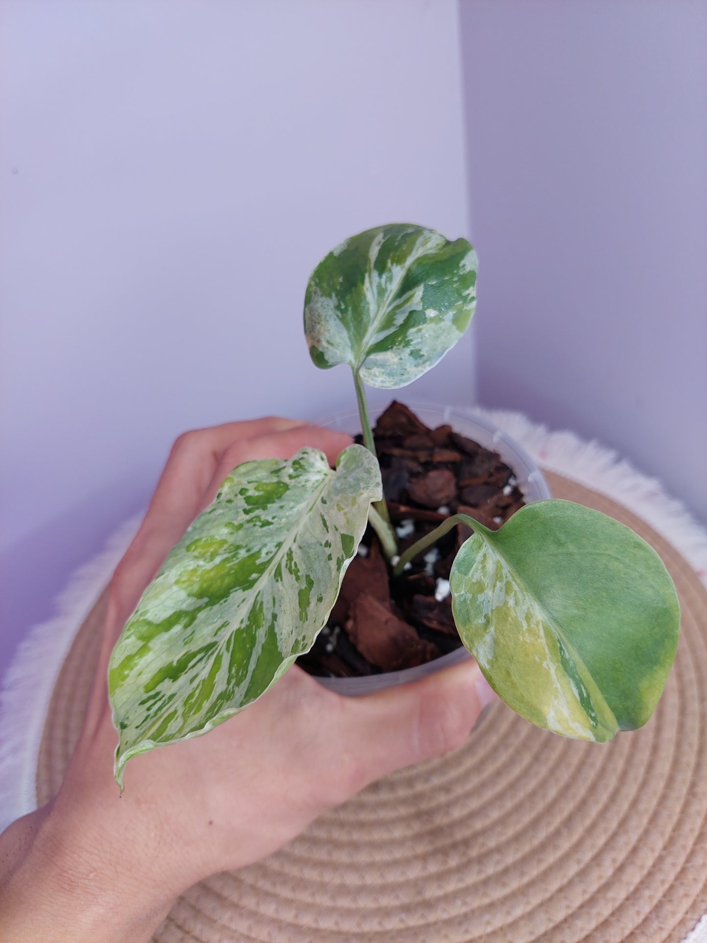 Monstera Bulbasaur Tricolour(Super Rare) #1