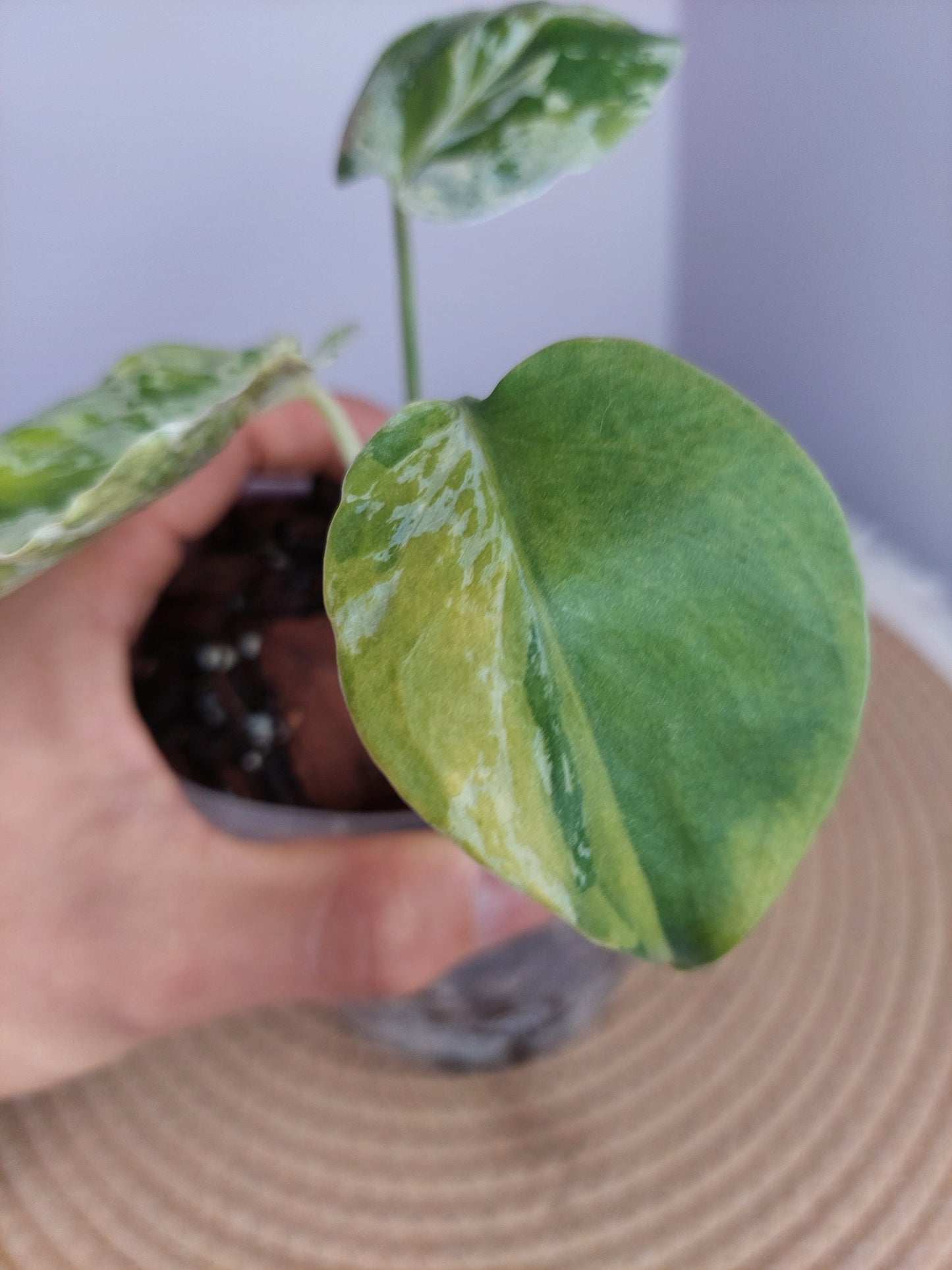 Monstera Bulbasaur Tricolour(Super Rare) #1