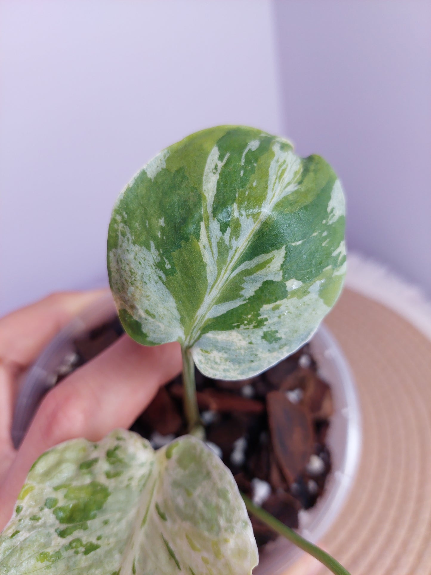 Monstera Bulbasaur Tricolour(Super Rare) #1