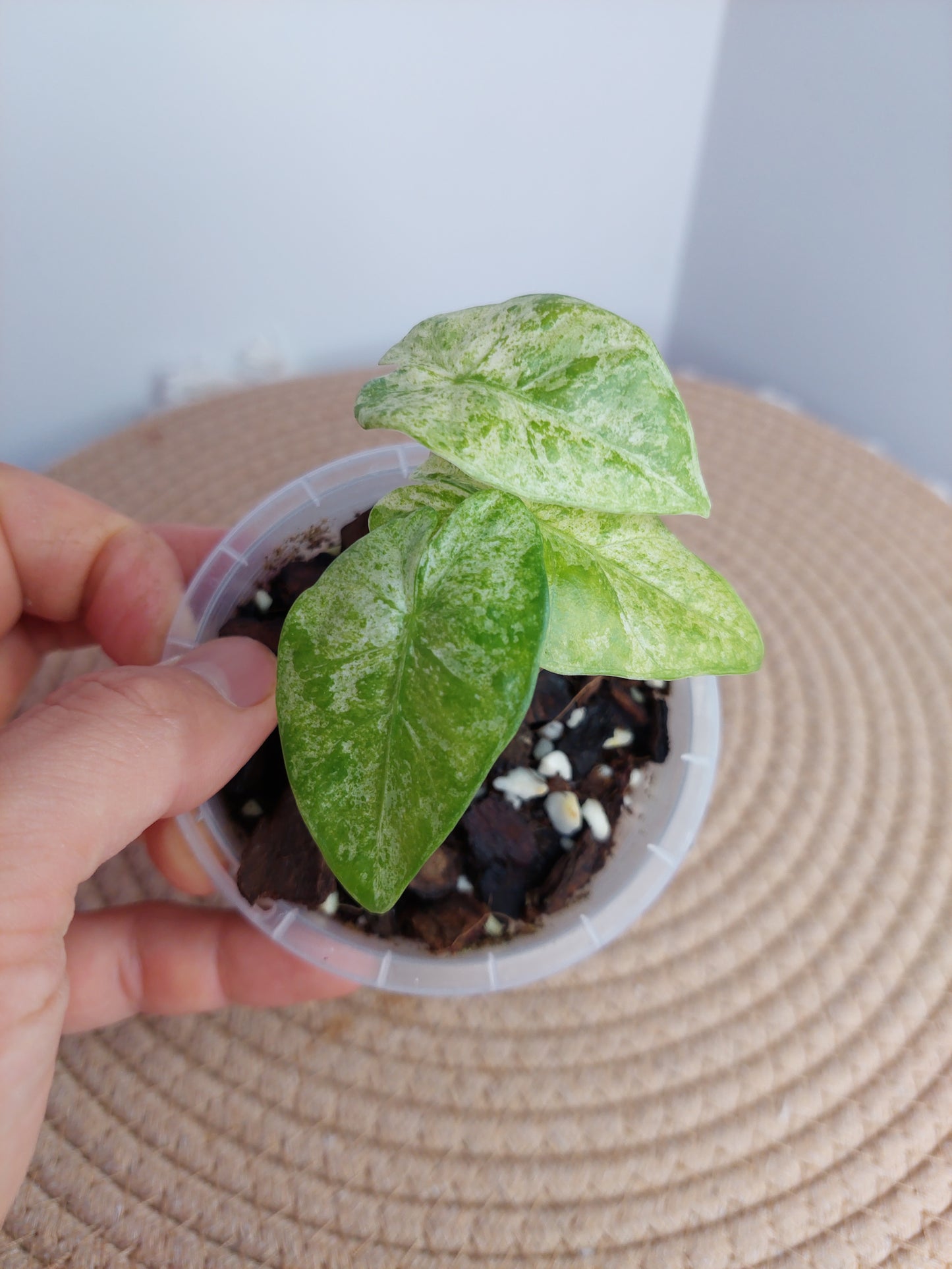 Alocasia Odora Batik Variegated #A