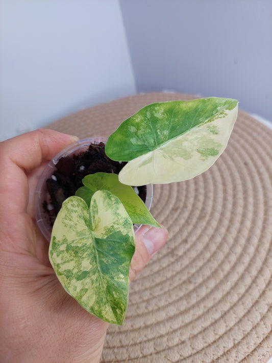 Alocasia Gageana Aurea Variegated #A