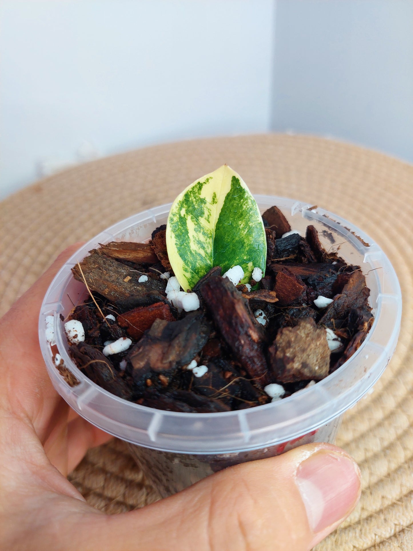 ZZ Plant Variegated #A