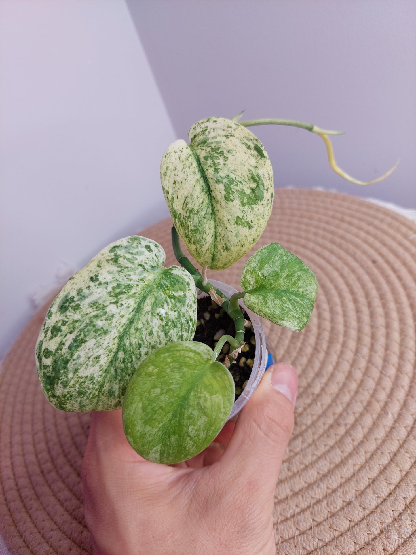 Scindapsus Creme Brulee Variegated #A